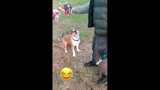 Как играет страшный зверь Спайси? #амстафф #собакаиграка #funnydog