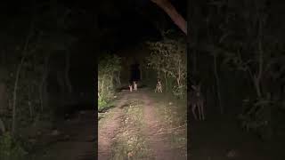 Spotted deer in Valmikinagar | Spotted deer in Valmiki Tiger reserve #viral #shortsfeed#deer#animals