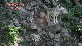 Timber wolves snack time