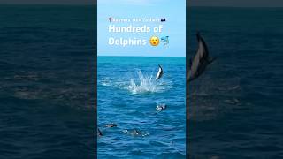 Hundreds of Dusky Dolphins in New Zealand 😲🐬 #diving #travel #shorts