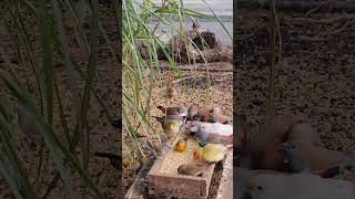 Finches in the Aviary