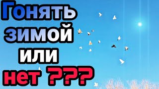 Надо ли зимой гонять голубей?