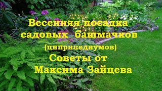 Весенняя посадка садовых башмачков(циприпедиумов). Советы от Максима Зайцева