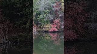 October Foliage in East Tennessee #hikingadventures #foliage #lake #leaves #lakeside #trail #nature