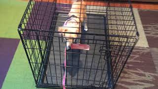 Goldie - crate training process