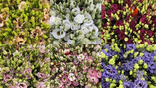 Top 10 Most Beautiful Lisianthus || 10 Lovely Eustoma Varieties