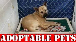 Lawton Animal Welfare's Weekly Adoptable PETS Video  (Episode 2) 6 March 2020