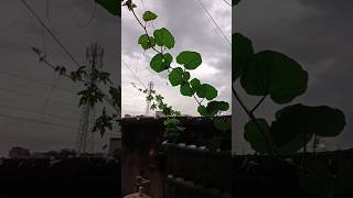 Viral Method: Pumpkin bottle gourd cucumber in Hydroponics PVC pipe #hydroponics #dwc #nft #growfood