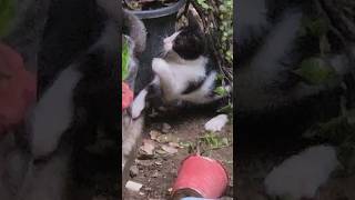 Funny kittens 😸 #kitty #cat #kitten #catlover #funnykittens #crazykitty #shortsvideo