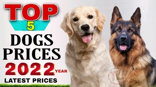 TOP 5 DOGS PRICES IN INDIA | 2022 PRICES