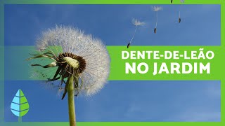 6 BENEFÍCIOS do DENTE-DE-LEÃO para o JARDIM 👩🏻‍🌾 | Fertilizante Caseiro Eficaz ✅