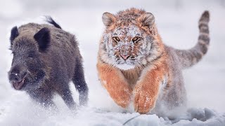 Amur Tiger - The Fast And Dangerous Master Of Taiga! The Largest Cat!