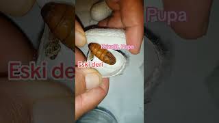 Ripping apart the CoCoon of a Silkworm #silkcotton #silkworm #animals