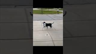 My dog walks himself