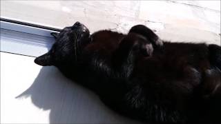 my cat, Fami (aka Familiar) tanning on his back #cats