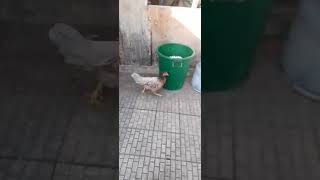 hen feeding