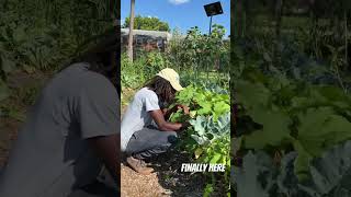 Okra finally here #urbanfarming #gardening #organicfarming #epicgardening #organicfarming #shorts