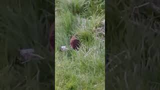 Hedgehog in the garden