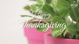 Happy Thanksgiving from Howtoplant by Santino