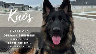 Kaos's Service Dog Board & Train