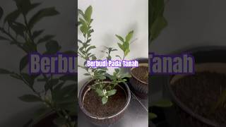 HOUSE | Tanam Pokok Dalam Pasu