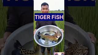 TIGER FISH #shorts #reels #trending #viral #ytshortsvideo