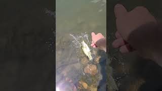 Largemouth bass release video!!!!