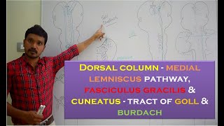 Dorsal column-medial lemniscus pathway, fasciculus gracilis & cuneatus - tract of goll & burdach