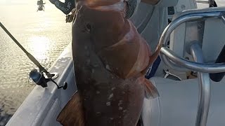 Big Red Snapper and Red Grouper Surprise