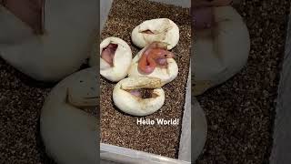 Baby Ball Python Hatching #ballpython #piebald #reptile #pythonclutch #snake #ballpythonbreeder