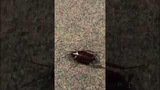 Mission cockroach, NATIONAL GEOGRAPHIC EDITION 😂