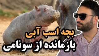 داستان جالب اسب آبی بازمانده از سونامی ژاپن