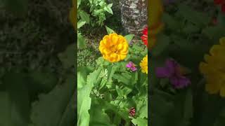 outdoor fun with Flower Balloon and learn colors