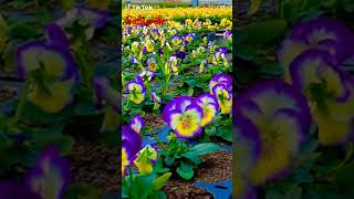 Purple and yello Flowers ,lots of flowers ,💐💐💐💐💐💐💐💐💐💐💐💐💐💐💐💐💐💐💐