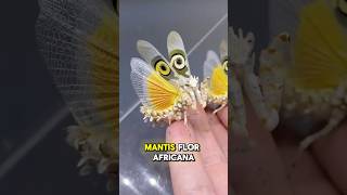 Esta Mantis es Muy Rara 😧