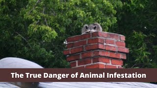 The True Dangers of Animal Infestation Revealed