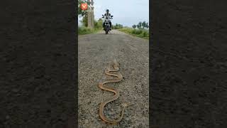 What did you know about this video? #short #snake