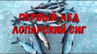 Лопарский сиг в Ловозере.  Не подобрал снасть.