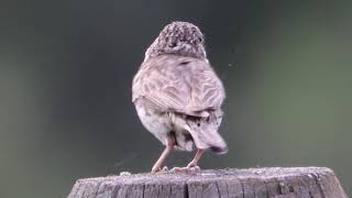 Juvenile Chipping Sparrow Singing