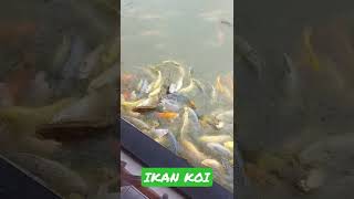 Kasih makan ikan