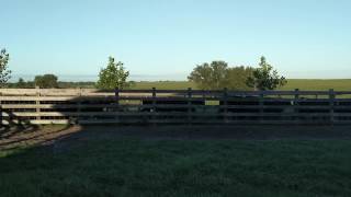 Bringing in cows