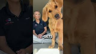 She Confuses Her Dog #shorts #funny #comedyvideos