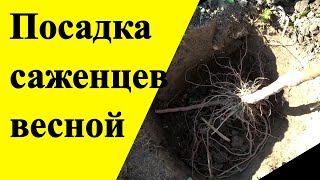 Посадка саженцев весной видео