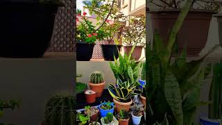 #trending #garden #cactus #succulent #birds #love #reels #reel #youtubeshorts #plants #gardening