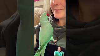 Talking parrot 🦜🦜#idianringneck