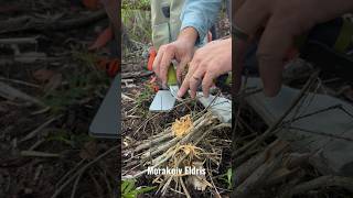 Morakniv Eldris in the swamp #bushcraft #bushcraftcamp #everglades #bushcraftsurvival #morakniv