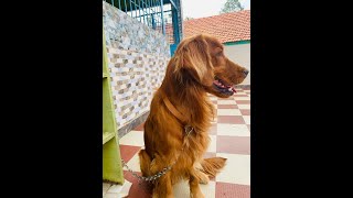 Beautiful dogs || Beautiful dogs videos of the time | Animals Time