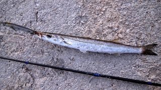 DTD Minnow Max Gira 130. European barracuda (Sphyraena sphyraena). 22.08.2015.