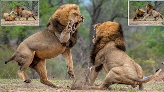 Lion 🦁 vs Lion 🦁 Fight Who's the King 👑😂