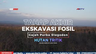 HARI AKHIR EKSKAVASI : FOSIL STEGODON DIKUBUR KEMBALI